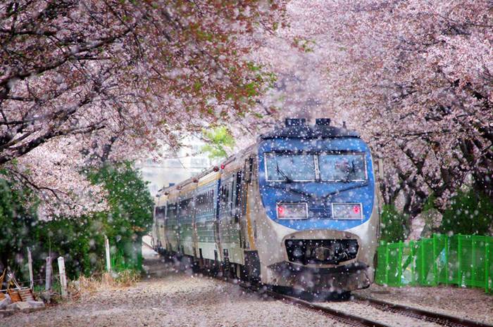 322293,xcitefun-tree-tunnel-10