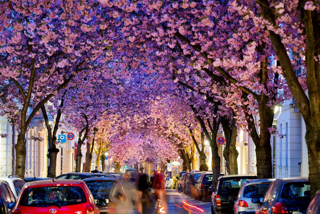 Flowering-cherry-trees-created-gorgeous-tunnel-over-street